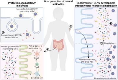 Influence of microbiota-driven natural antibodies on dengue transmission